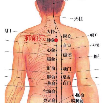 肺俞穴