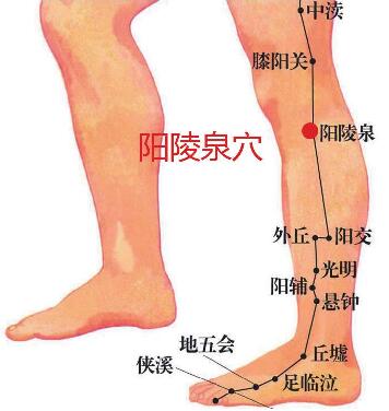 阳陵泉穴