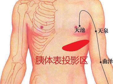 胰腺体表投影区