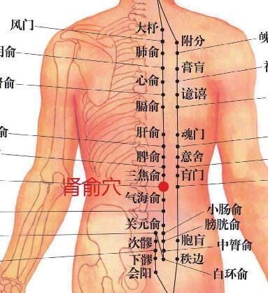 肾俞穴