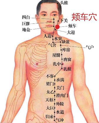 颊车穴