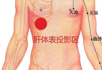 肝体表投影区