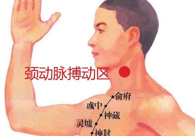 颈动脉搏动区