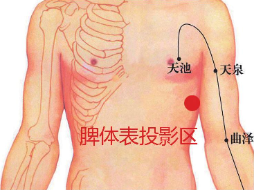 脾体表投影区