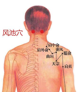 风池穴