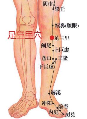 足三里穴