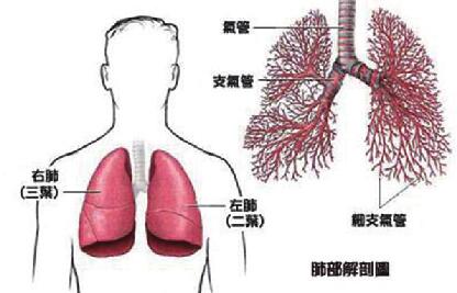 肺部气管体表投影区