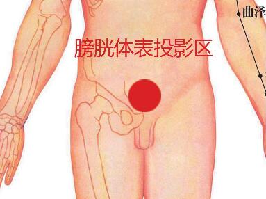 膀胱体表投影区