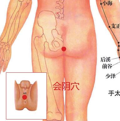 会阴穴