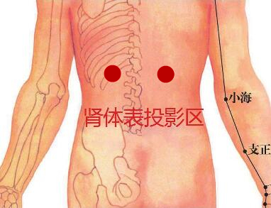 肾体表投影区